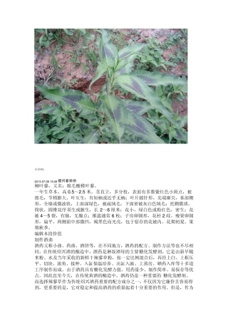 辣蓼草的生物形状及作用