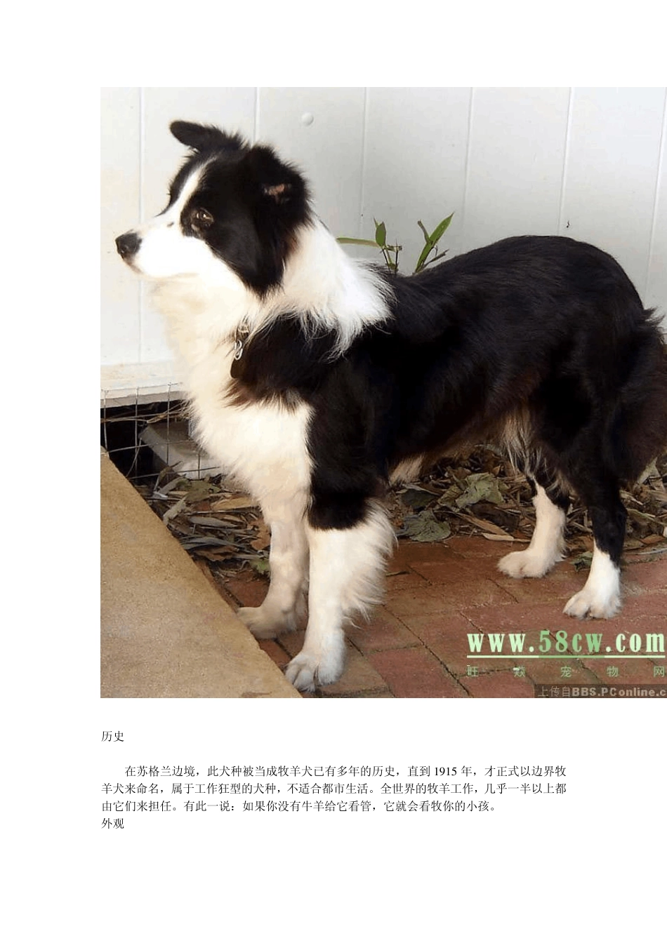 边牧训练方法及常识_第2页