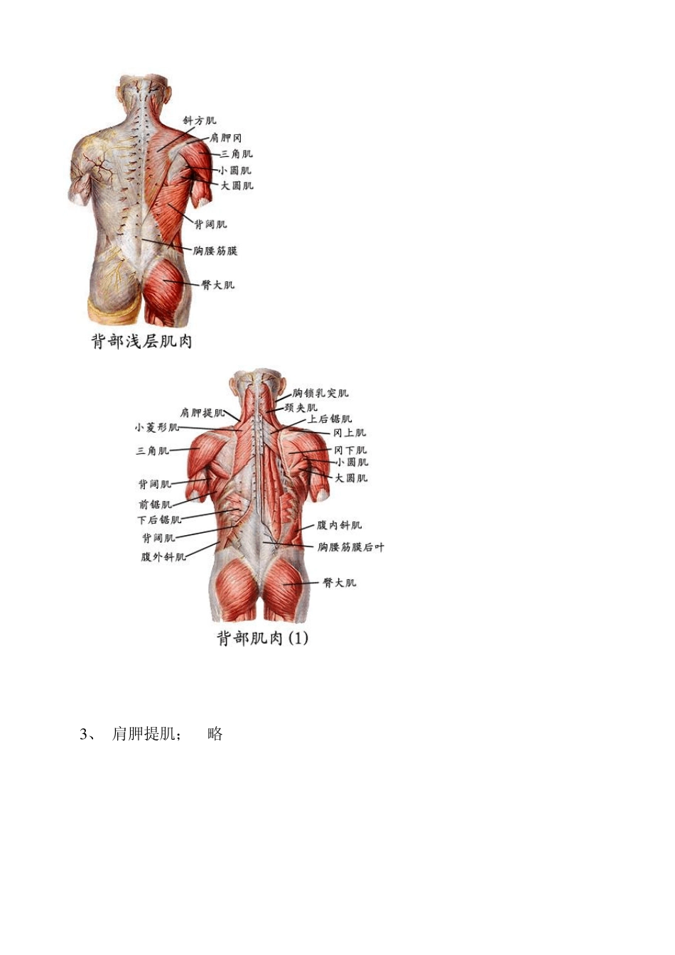 运动上肢各环节的肌肉_第2页