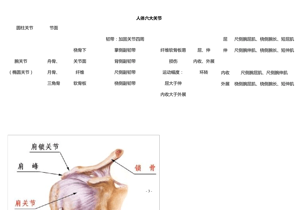 运动解剖学六大关节表_第3页