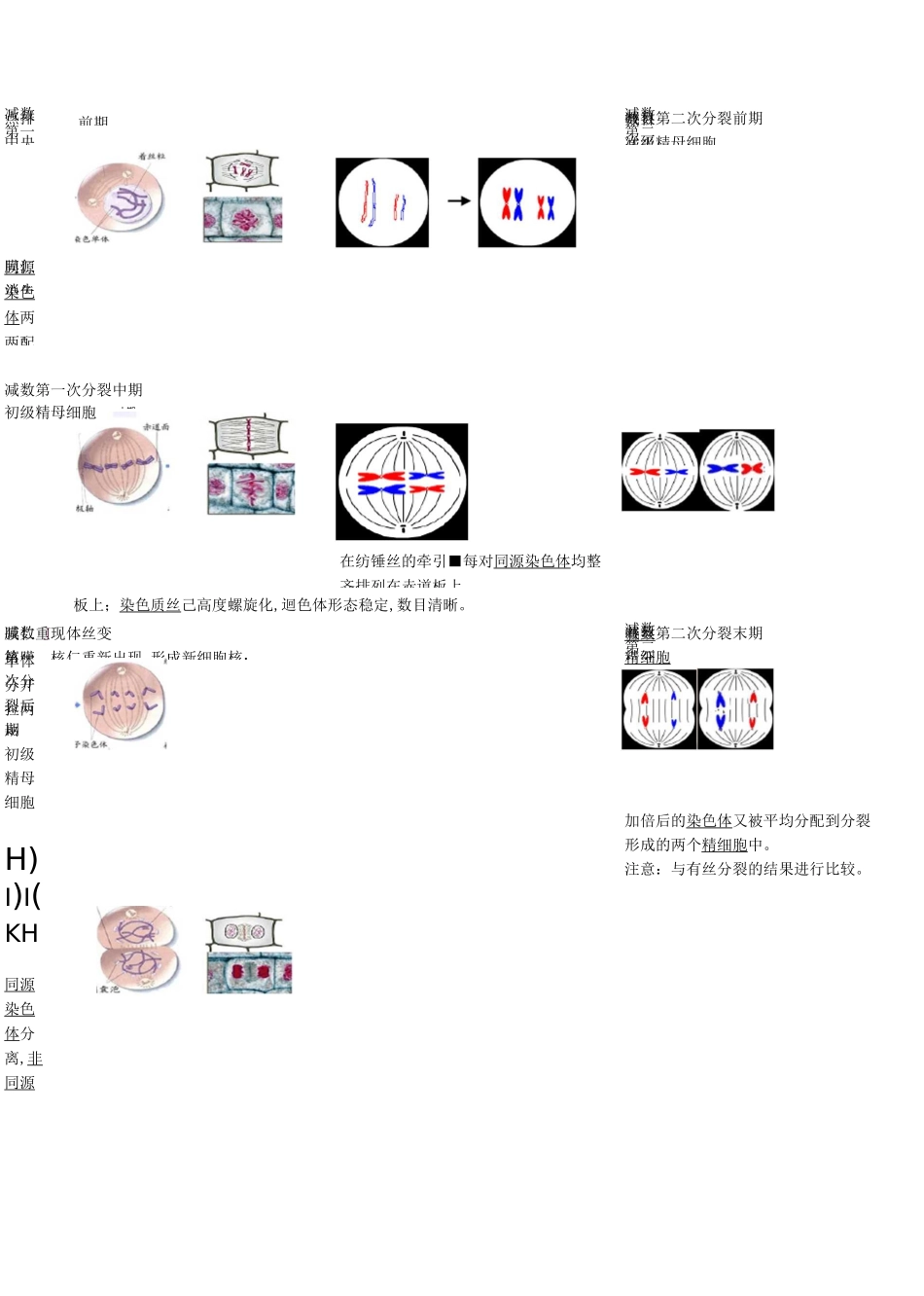 有丝分裂和减数分裂考点与题型归纳_第2页