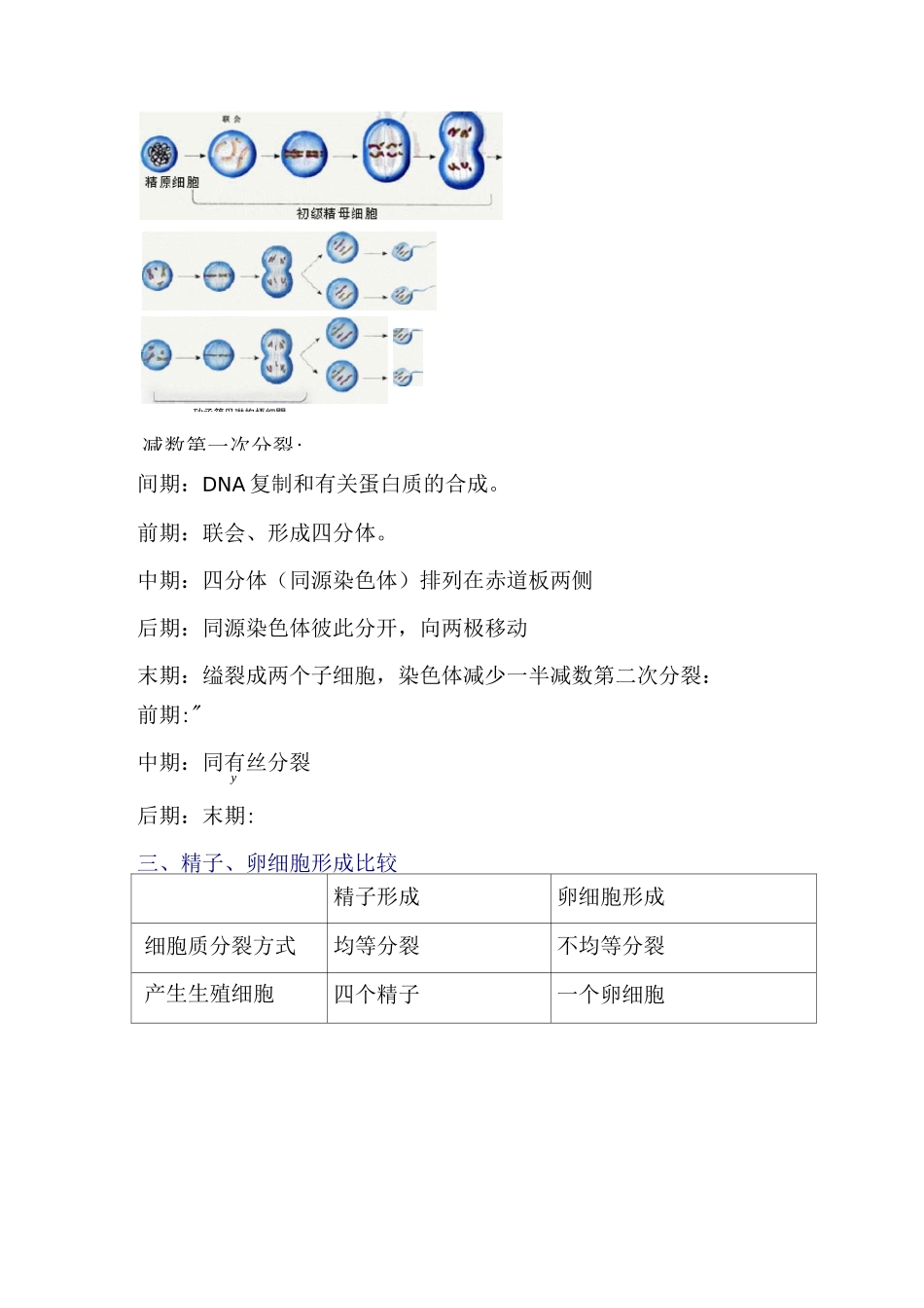有丝分裂与减数分裂教案_第2页