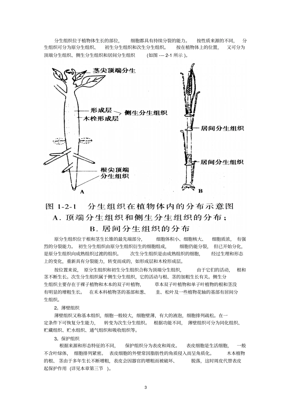最新人教版2018年高中生物竞赛辅导资料：植物解剖和生理_第3页