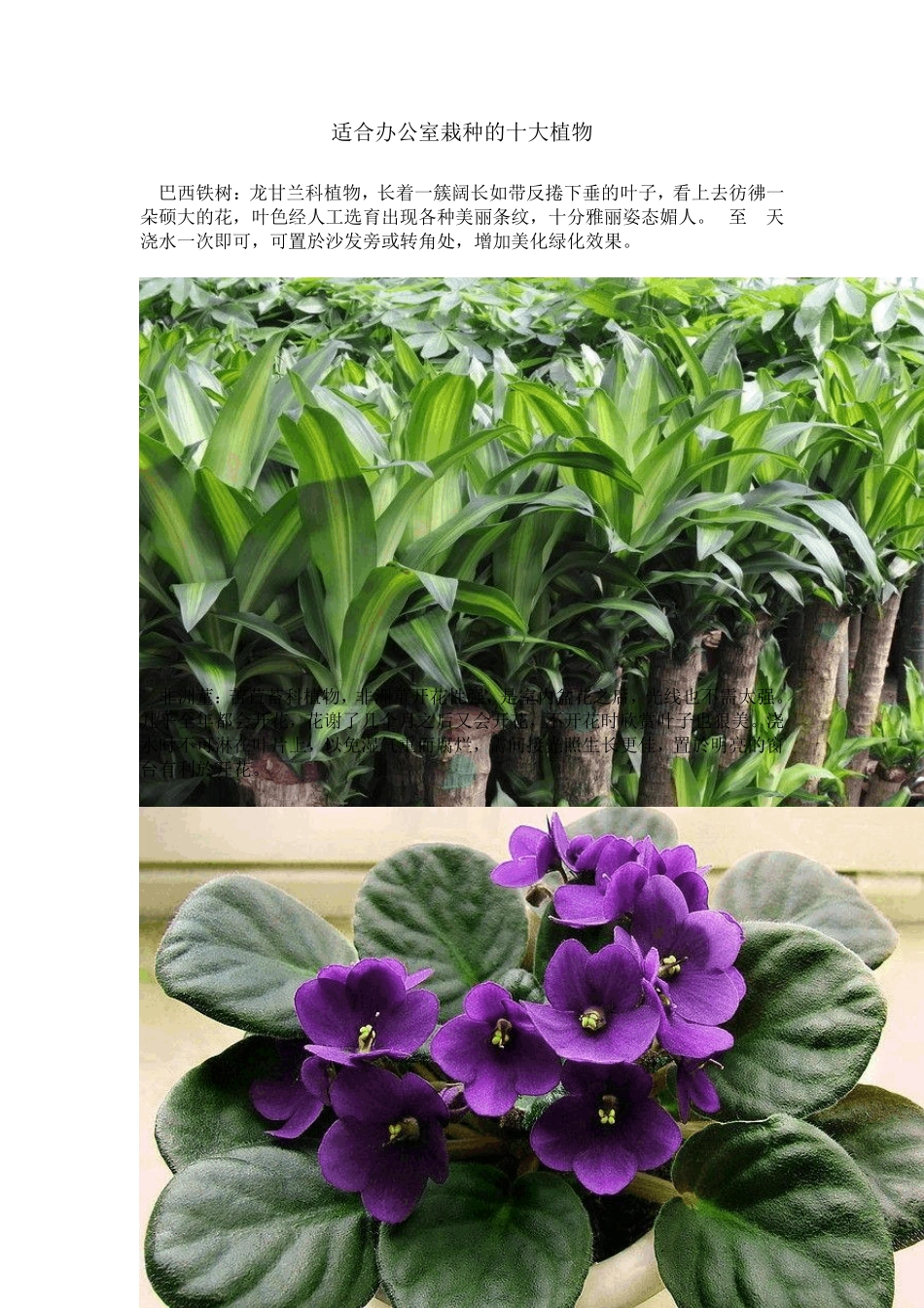 适合办公室栽种的十大植物_第1页