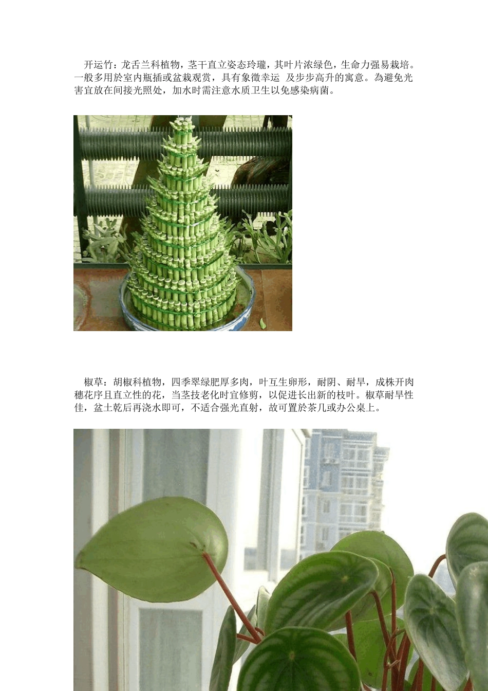 适合办公室栽种的十大植物_第2页