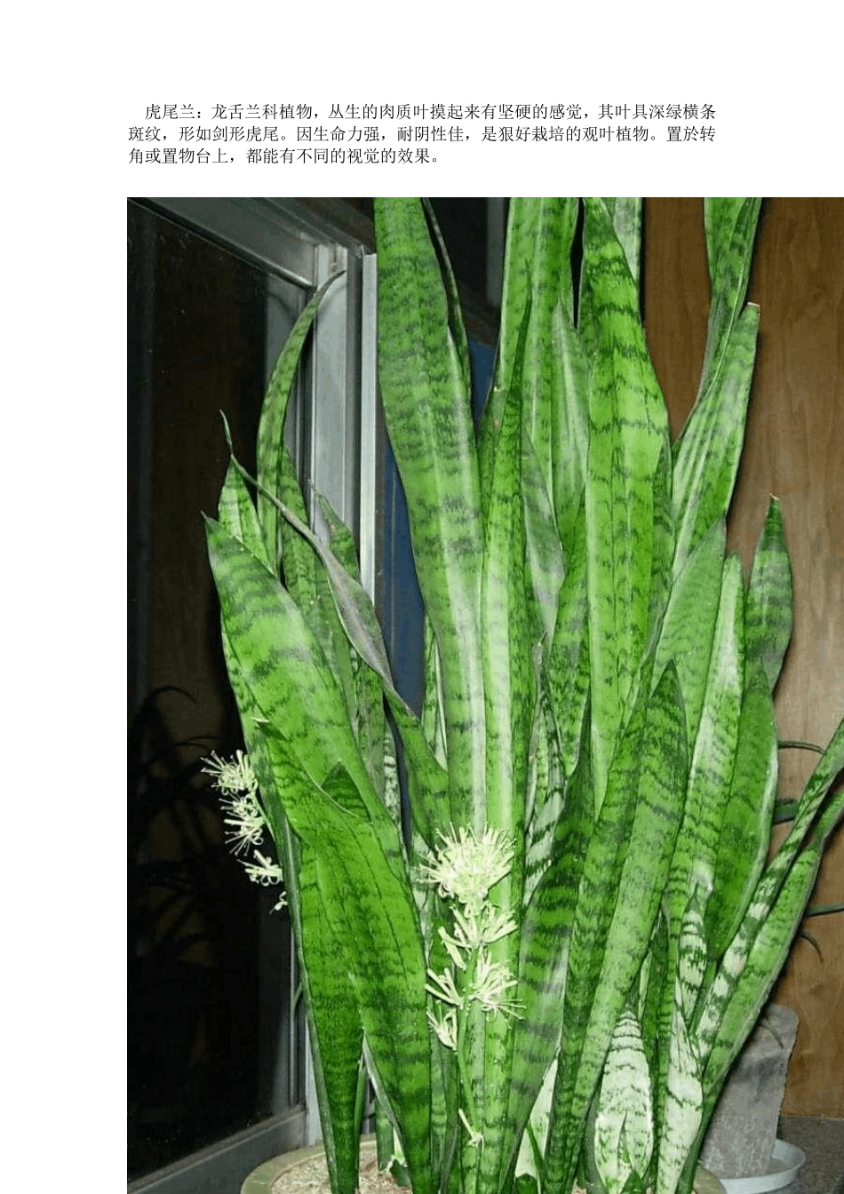 适合办公室栽种的十大植物_第3页