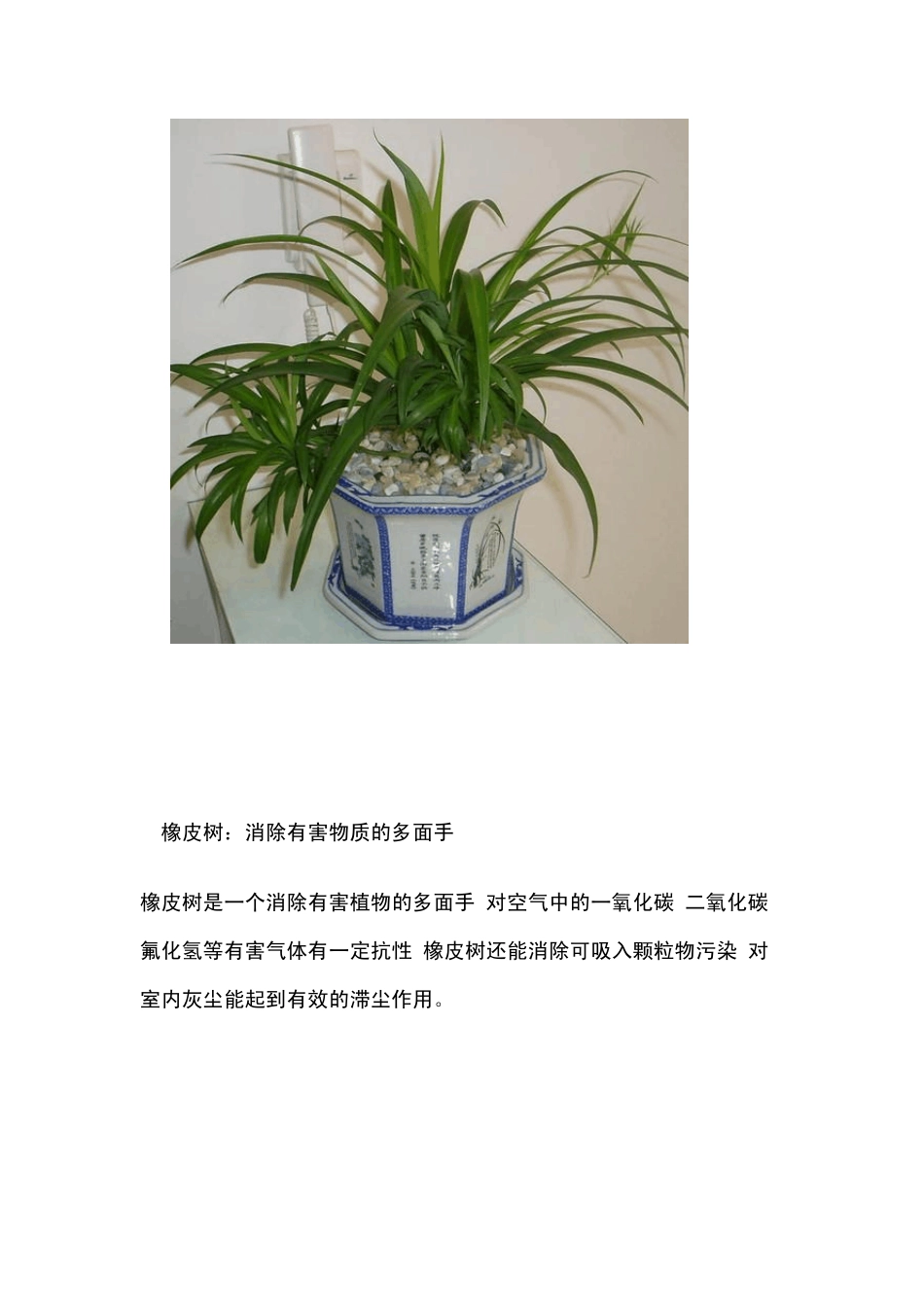 适合家养的18种植物_第2页