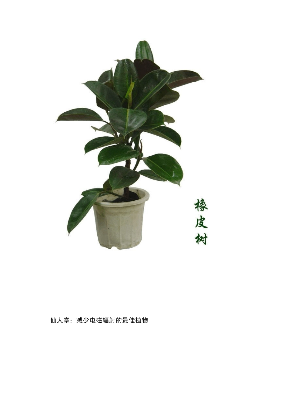 适合家养的18种植物_第3页