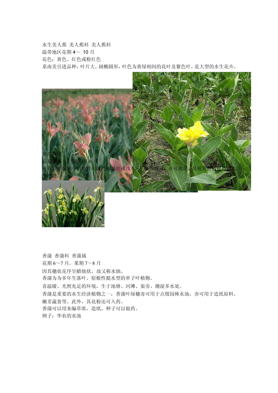 适合岭南的水生植物和水边植物_第3页