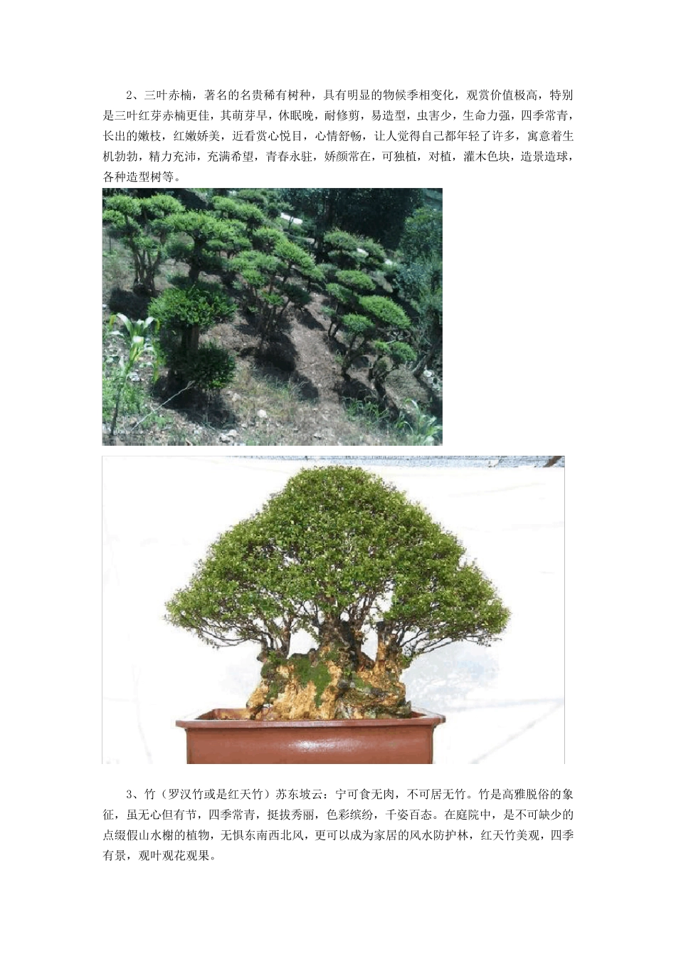 适合庭院绿化的优良树种_第2页