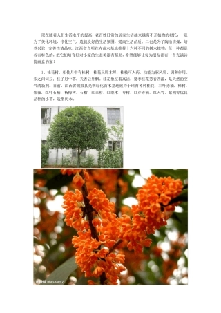 适合庭院绿化的优良树种