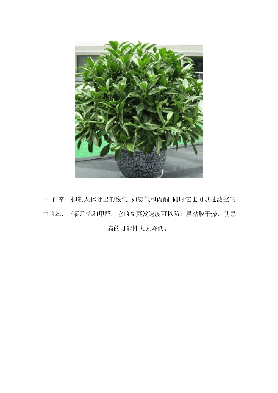 适合房间的18种植物_第2页