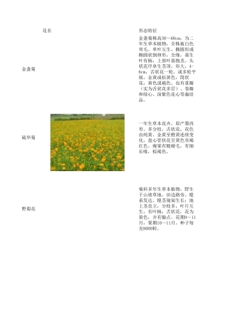 适合沙土地种植的近40种草本植物