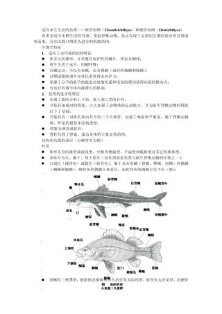 适应水生生活的鱼类软骨鱼纲(Chondrichthyes)和硬