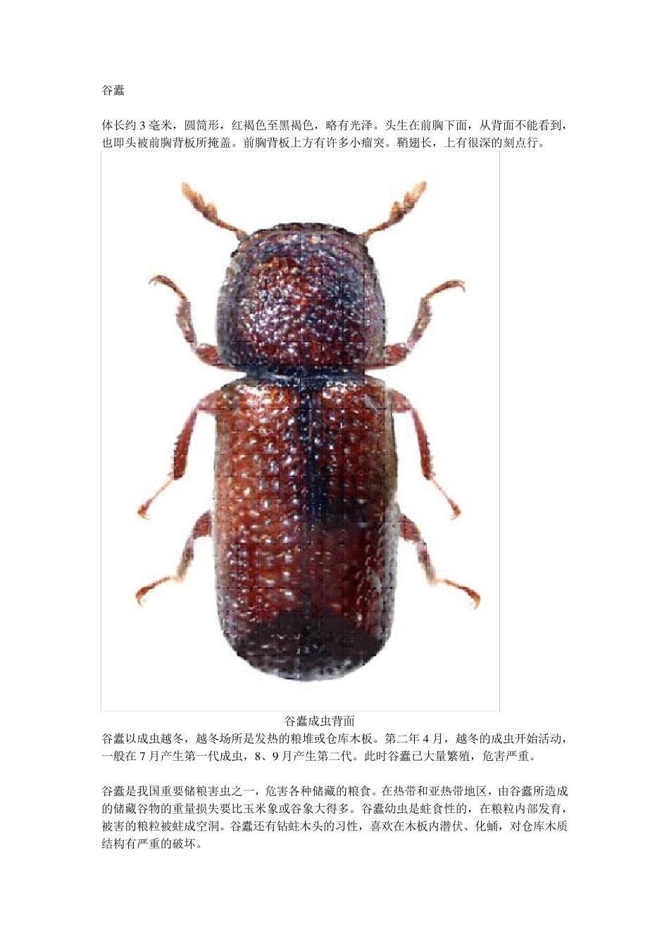 部分储粮害虫高清图_第2页