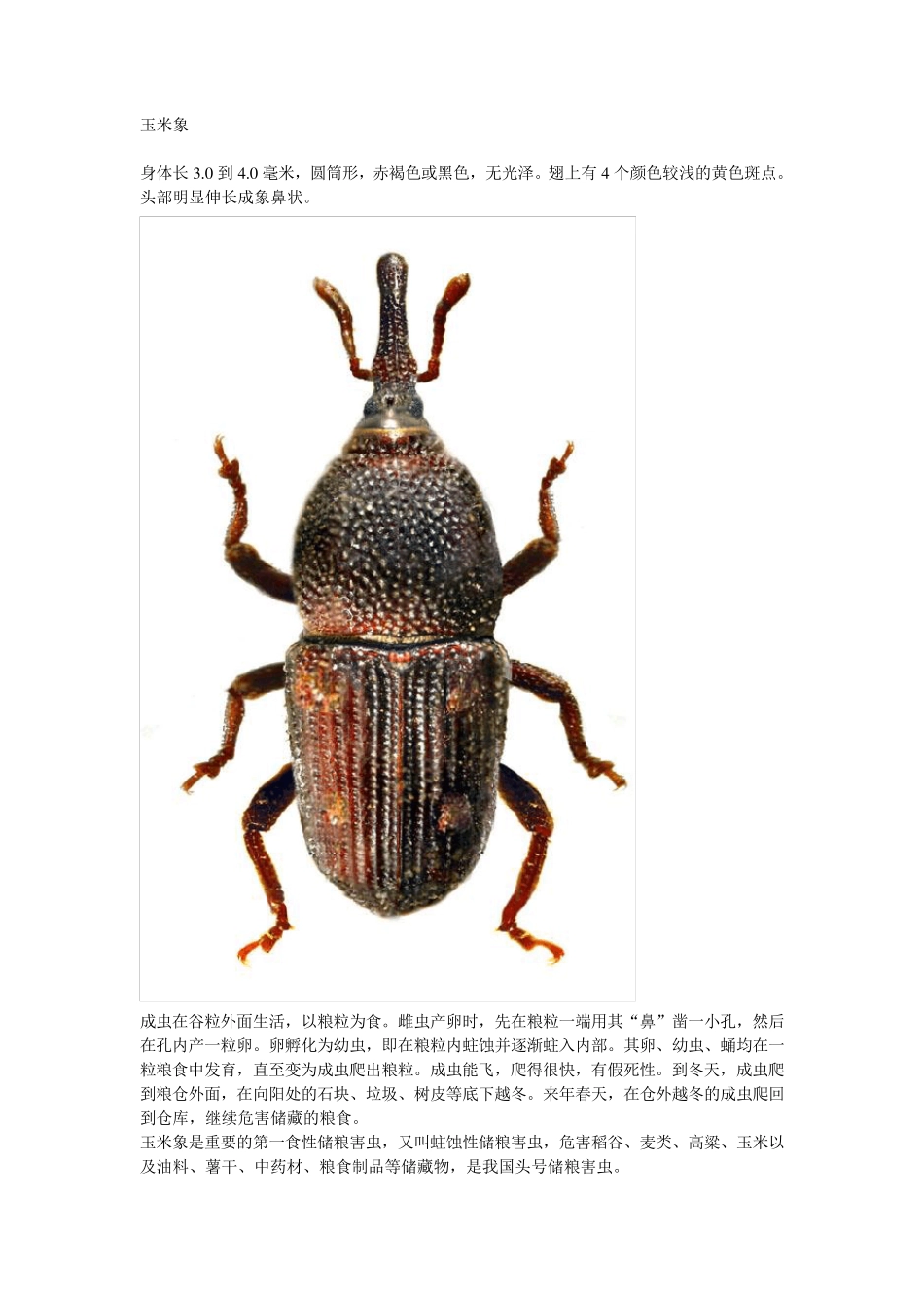 部分储粮害虫高清图_第3页
