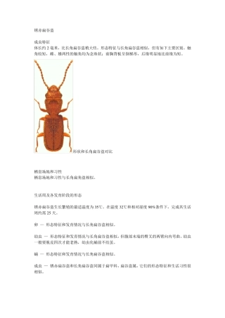 部分储粮害虫高清图