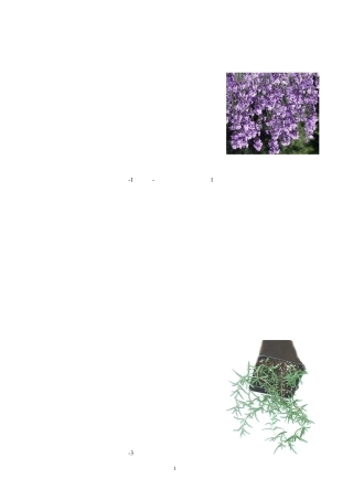 部分香草品种简介