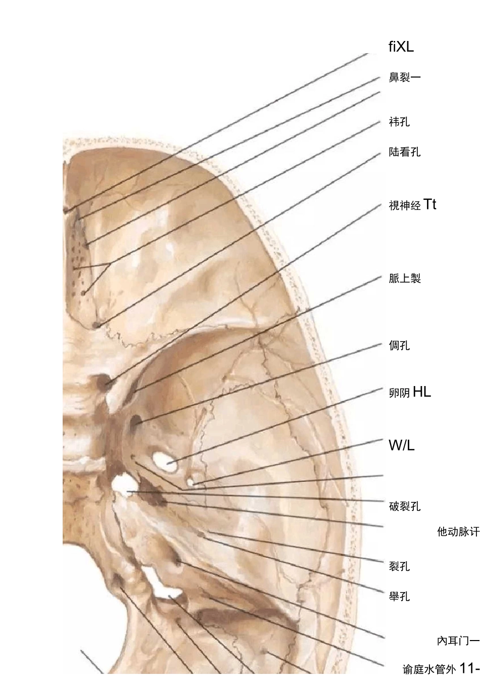 解剖丨颅底孔道及内容物_第2页