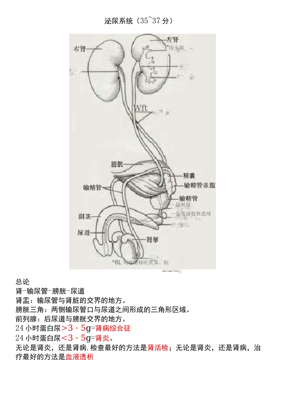 医学笔记-泌尿系统_第1页
