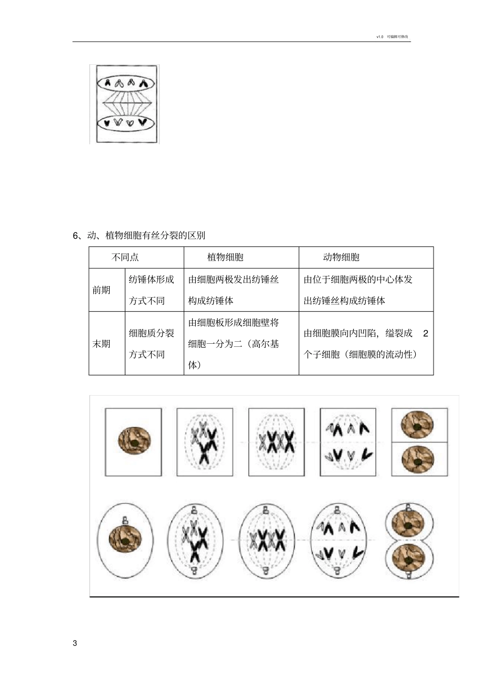 有丝分裂知识点_第3页