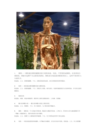 最齐的常用肌肉起止点总结