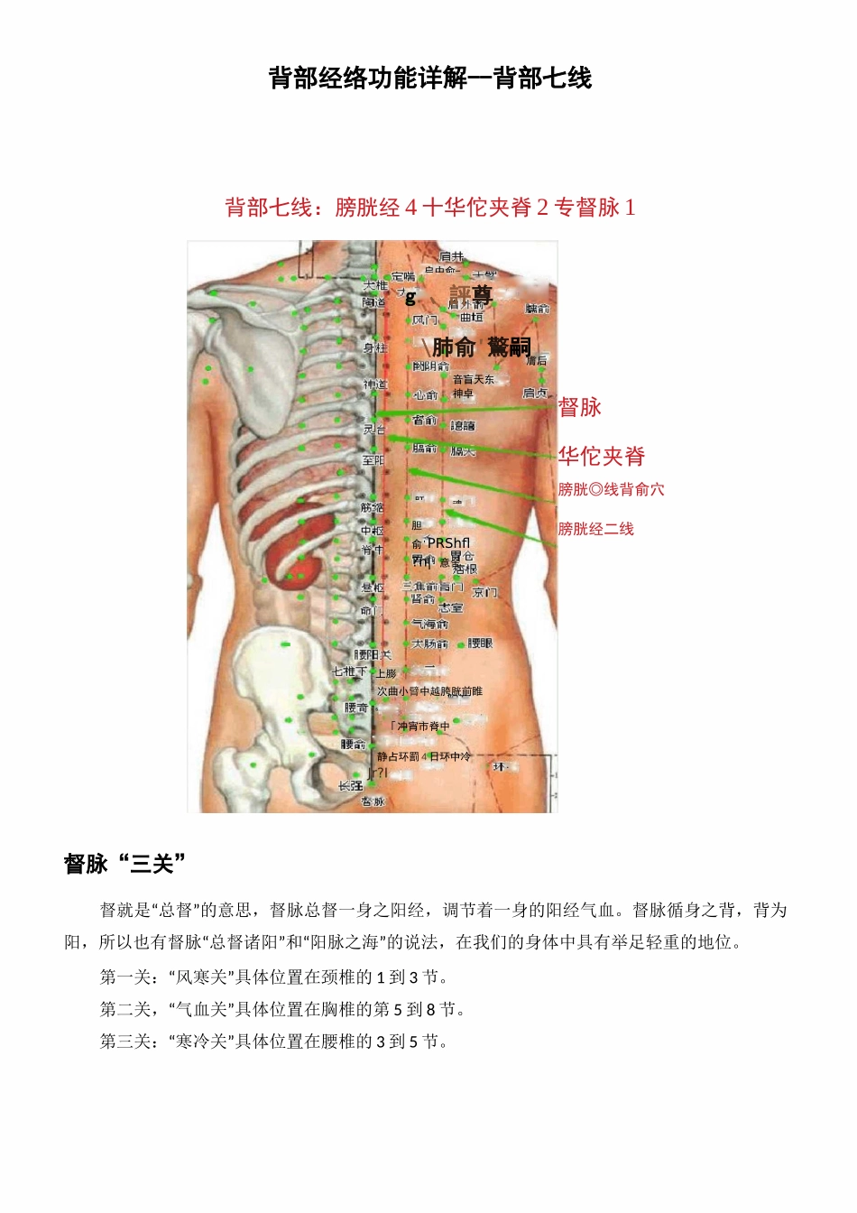 背部经络功能详解--背部七线_第1页