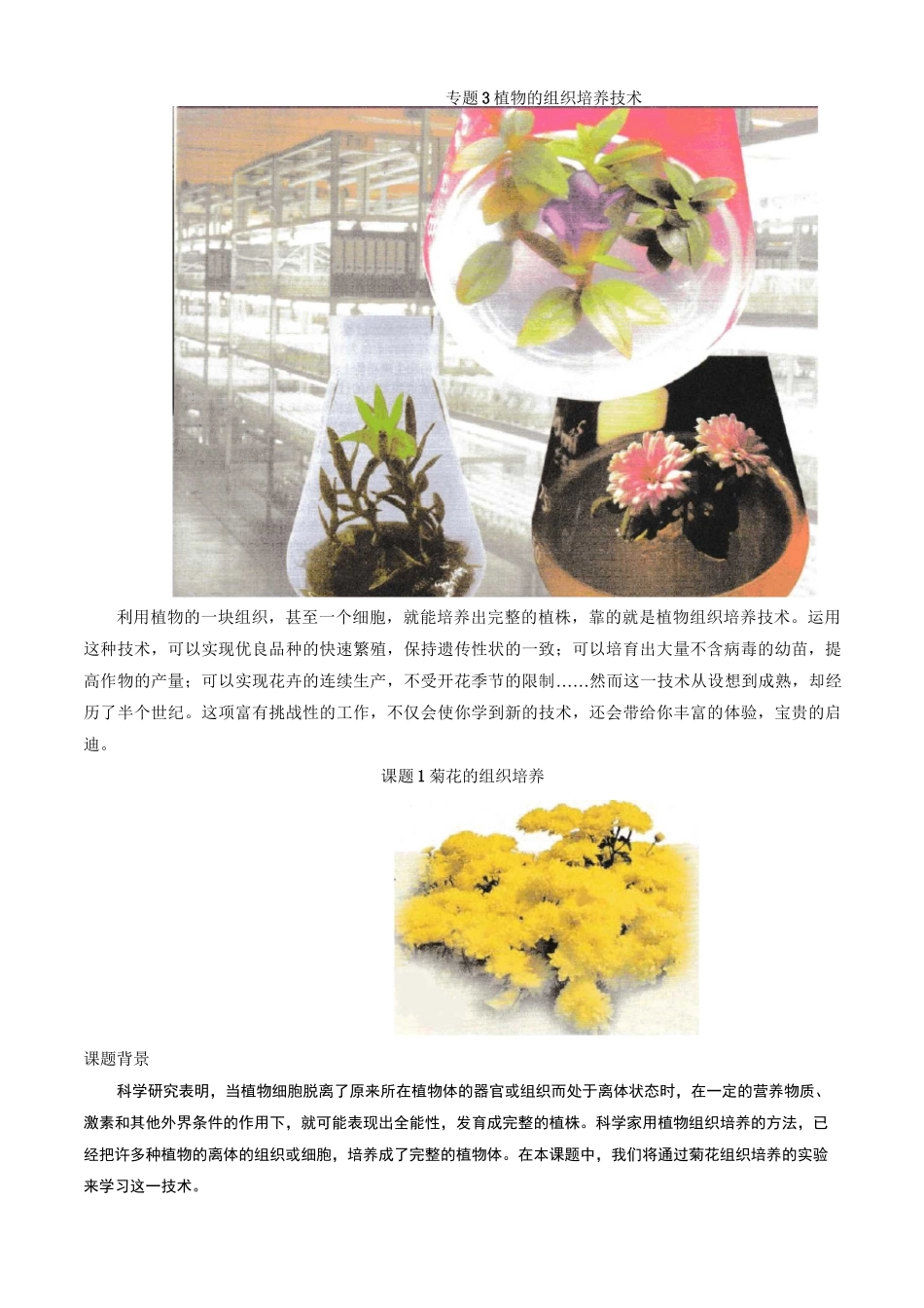 课题1 菊花的组织培养_第1页