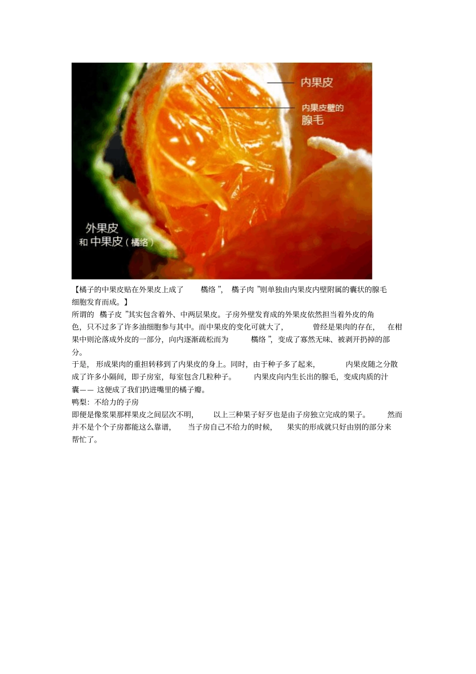 果实食用的部位讲解_第3页