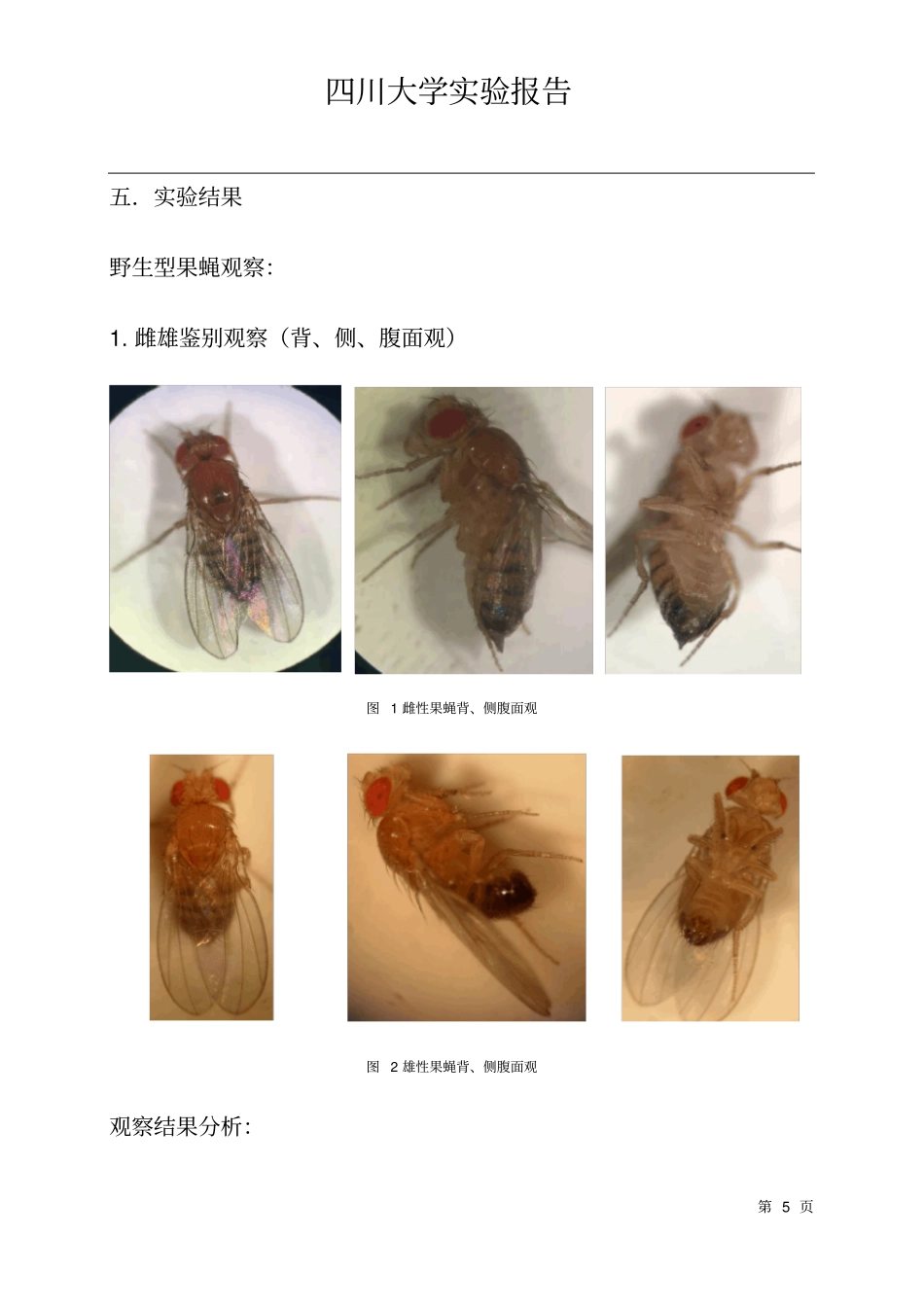 果蝇的培养和性状观察_第1页