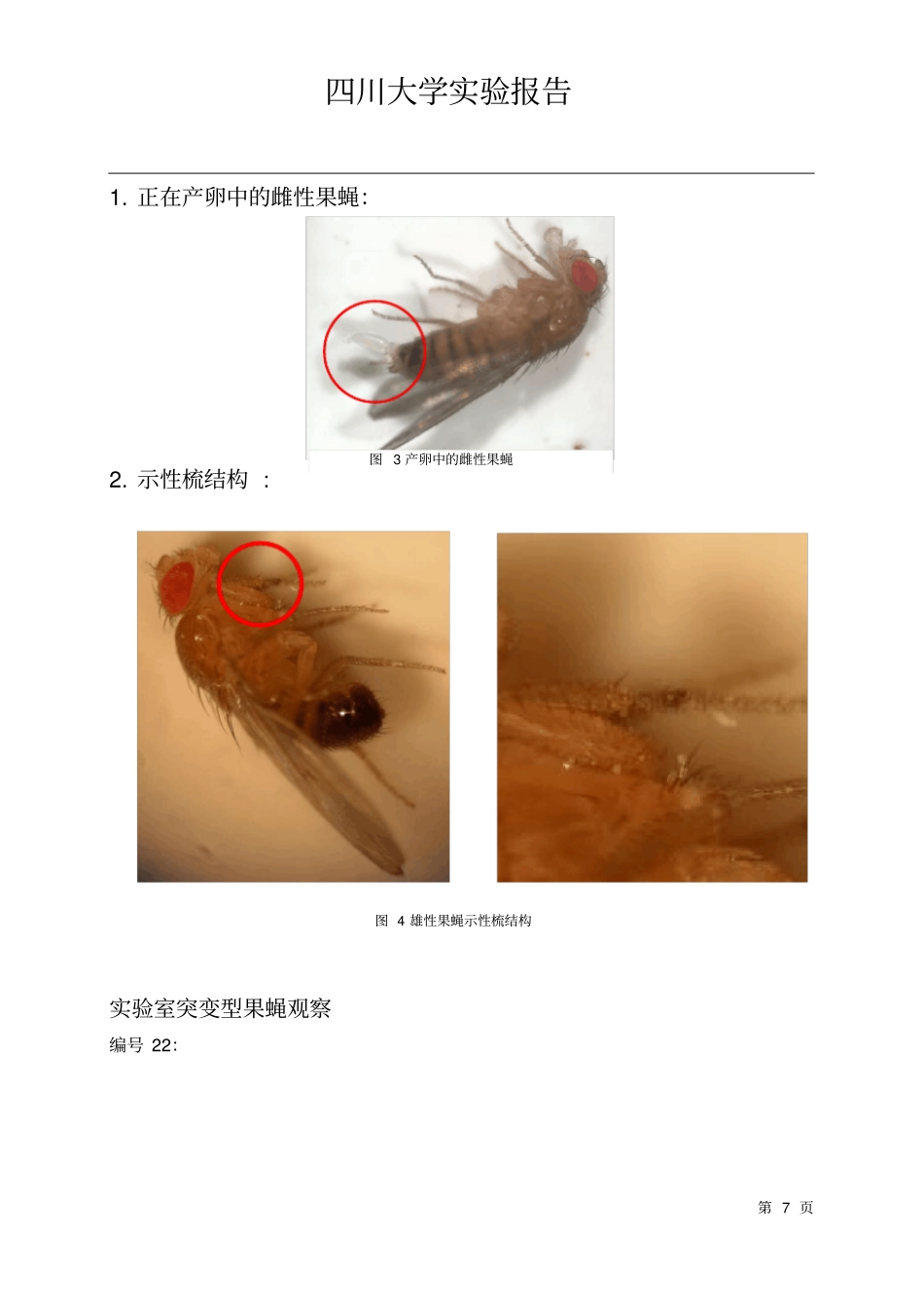 果蝇的培养和性状观察_第3页