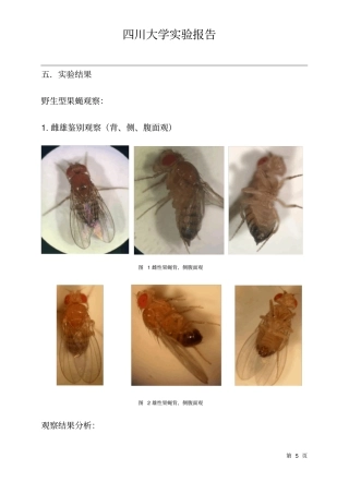 果蝇的培养和性状观察