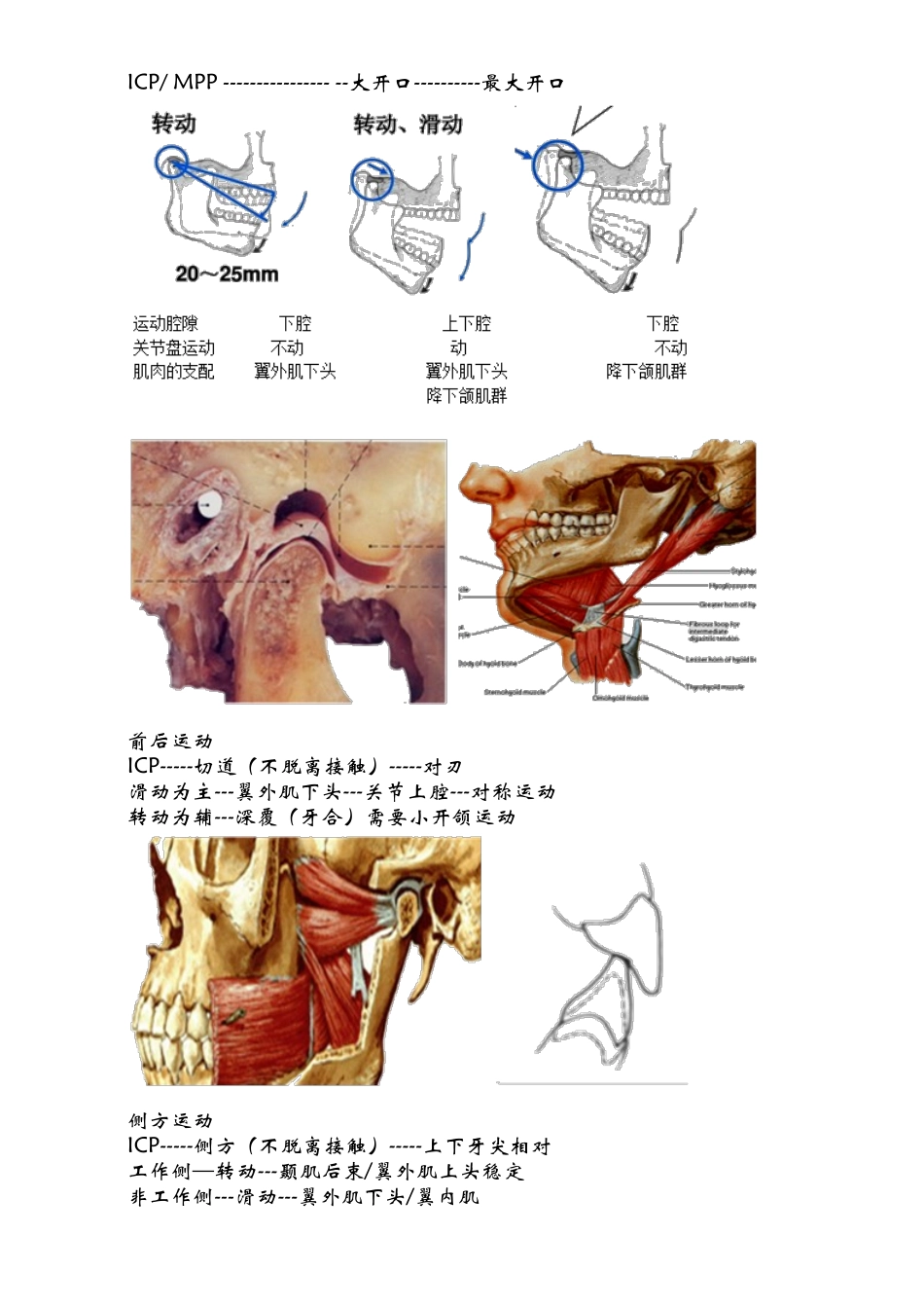 2025年口腔解剖生理学口腔功能_第3页