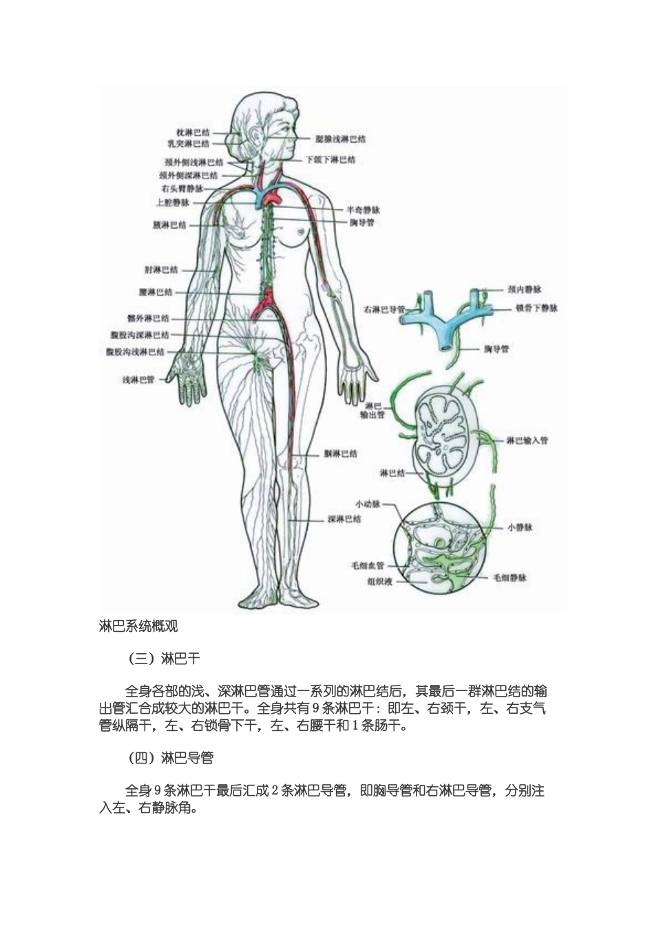 2025年人体解剖之淋巴系统_第2页