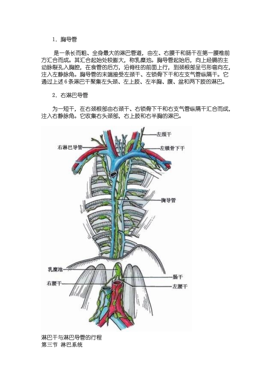 2025年人体解剖之淋巴系统_第3页