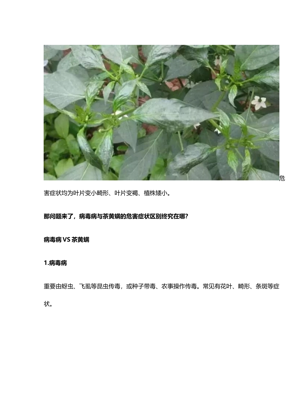 2025年辣椒叶片卷曲畸形_第2页