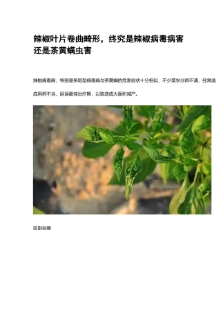 2025年辣椒叶片卷曲畸形