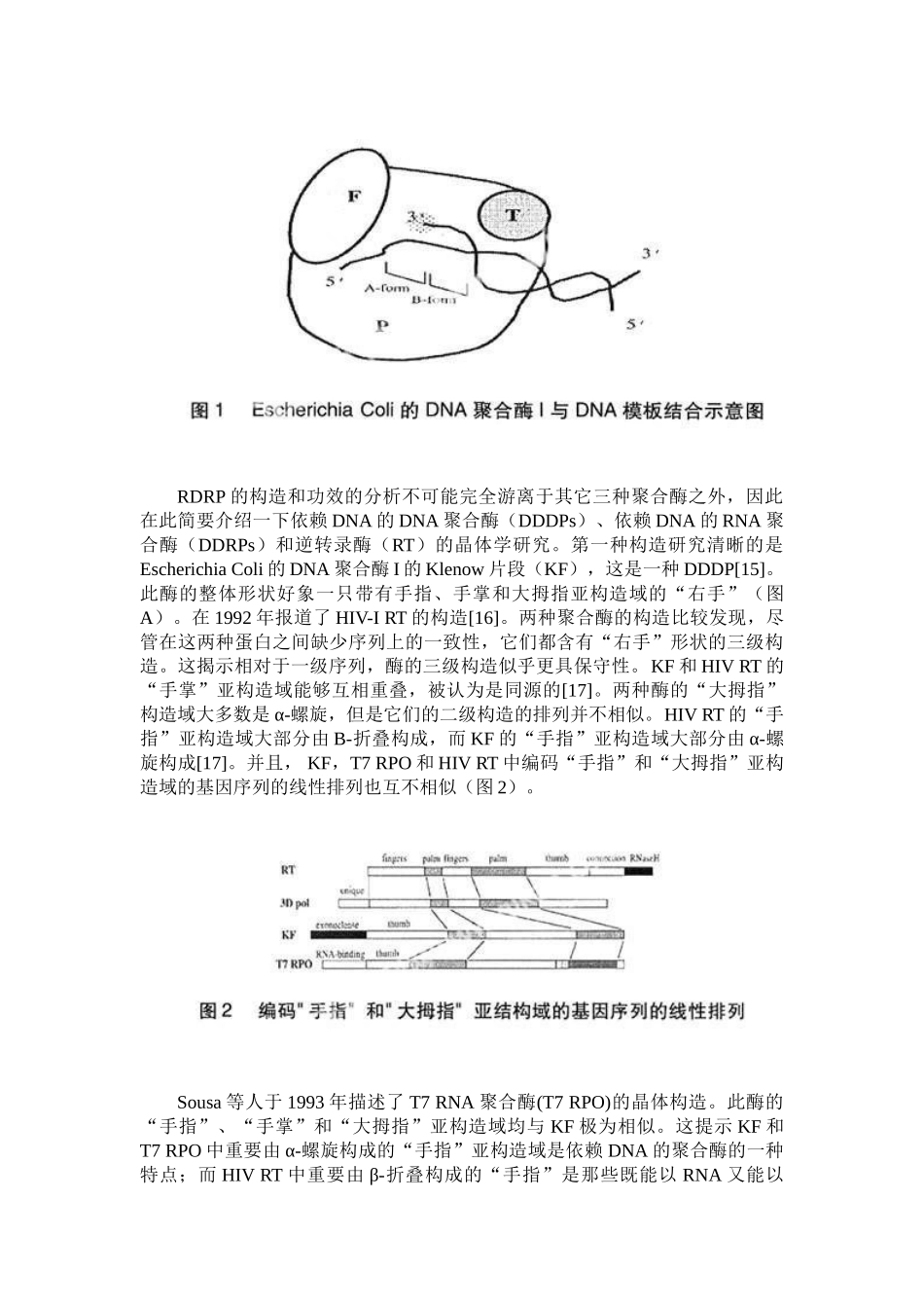 2025年RNA病毒的RNA聚合酶研究进展_第2页