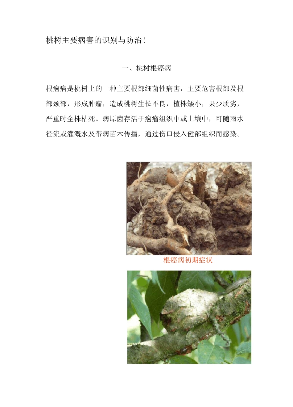 桃树主要病害的识别与防治_第1页
