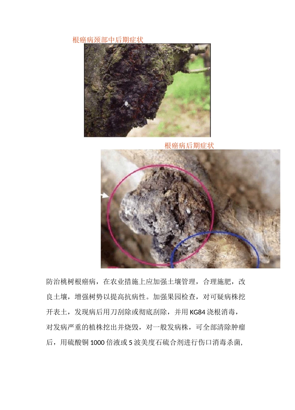 桃树主要病害的识别与防治_第2页