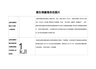 微生物菌落形态图片
