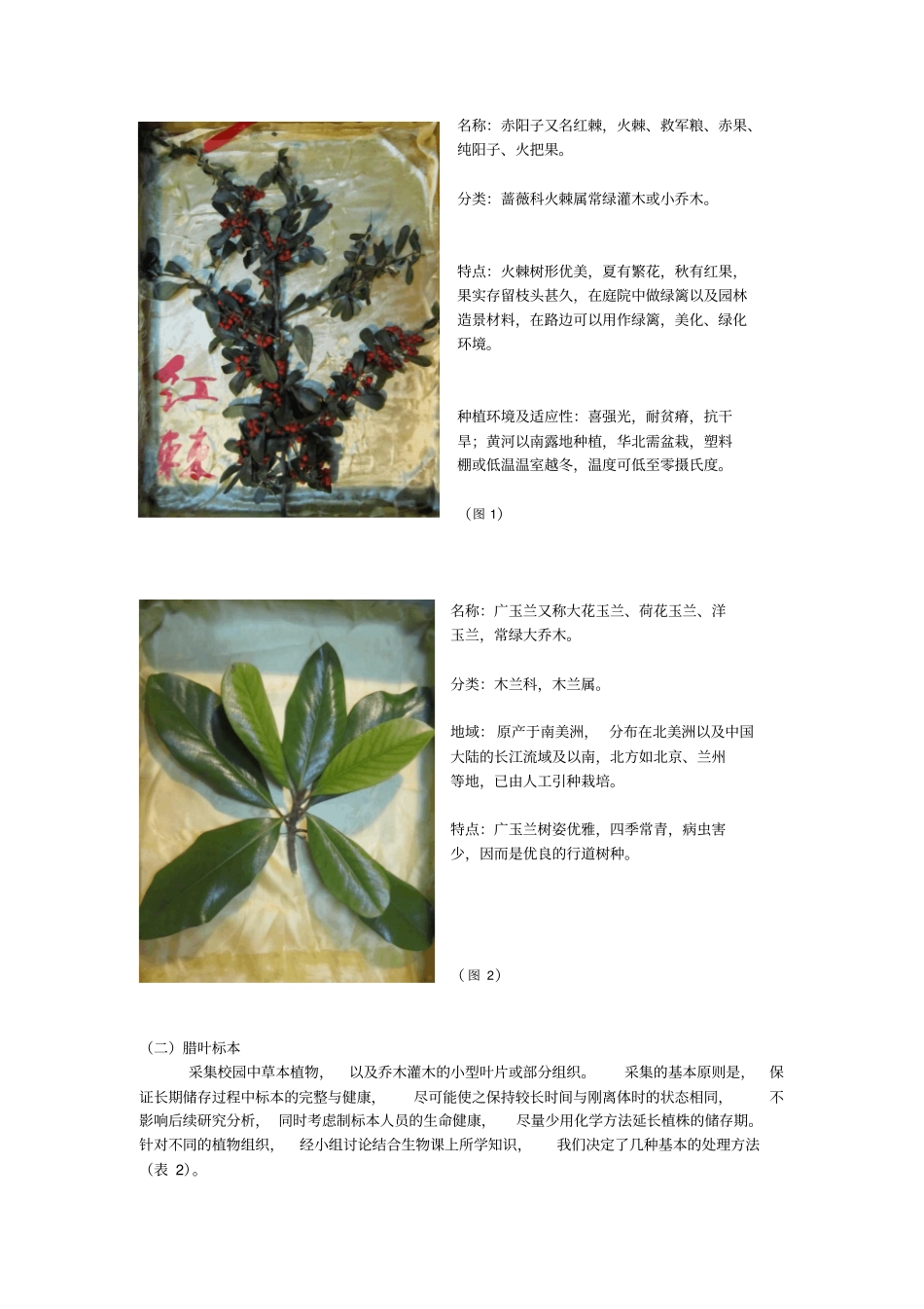 校园常见植物采集调查报告概述_第2页