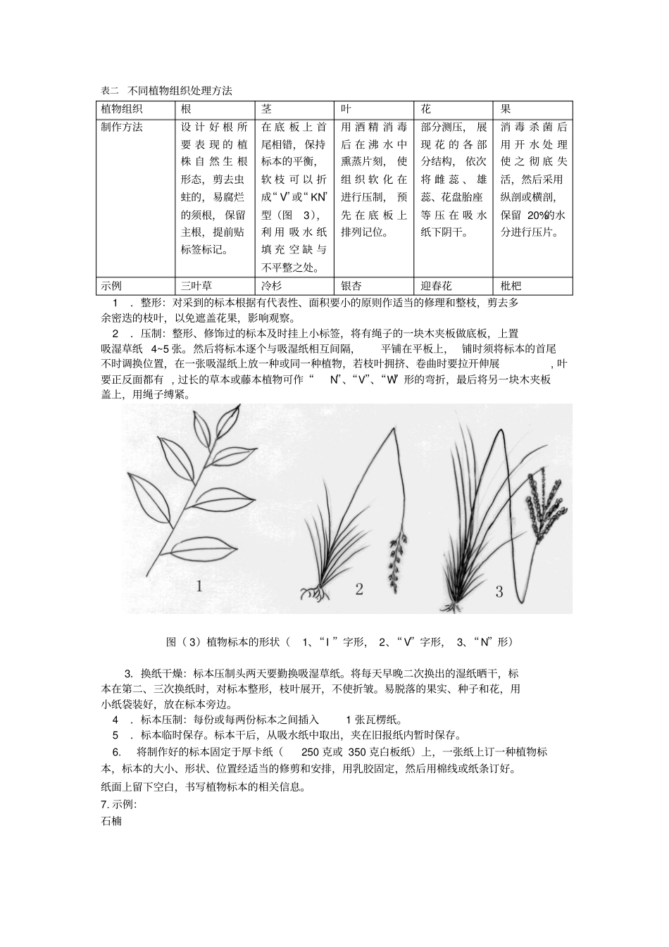 校园常见植物采集调查报告概述_第3页