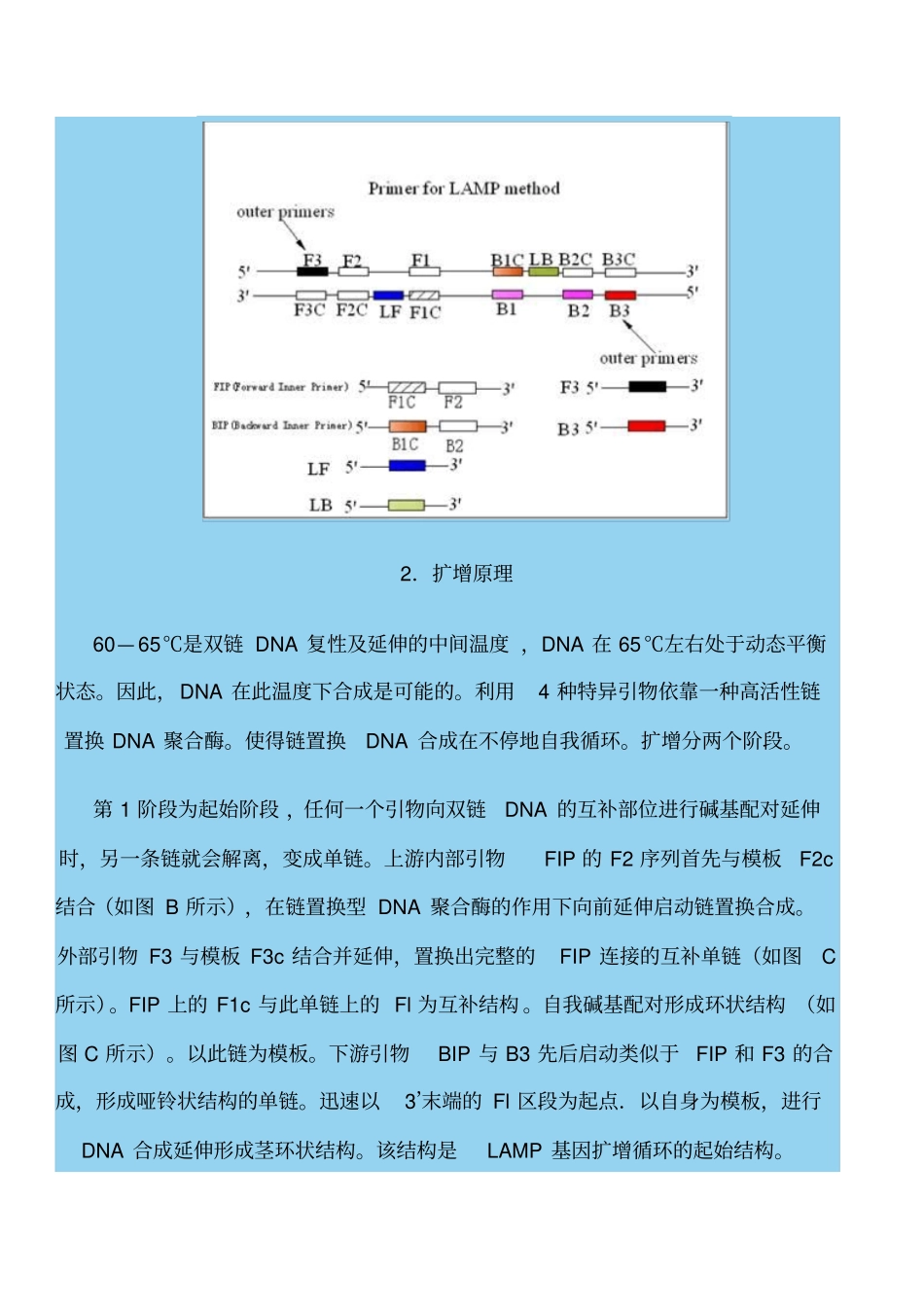 核酸环介导等温扩增技术原理和引物设计和实例_第2页