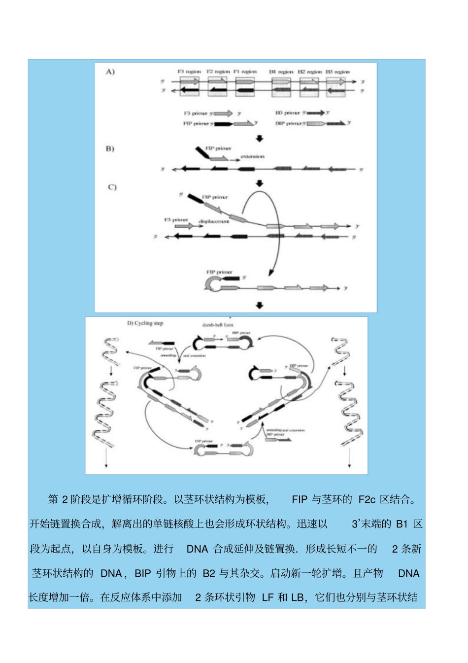 核酸环介导等温扩增技术原理和引物设计和实例_第3页