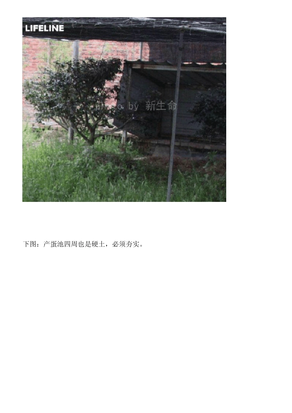 LIFELINE室外露天黄缘池的布置以及龟蛋的收集和孵化LIFELINE长篇饲养与繁殖黄缘盒龟(之二)_第2页