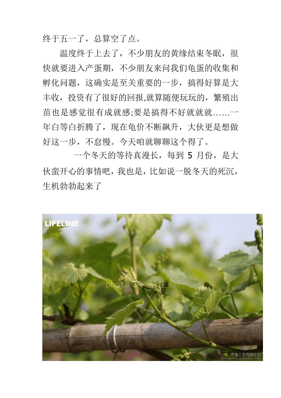 LIFELINE室外露天黄缘池的布置以及龟蛋的收集和孵化LIFELINE长篇饲养与繁殖黄缘_第1页