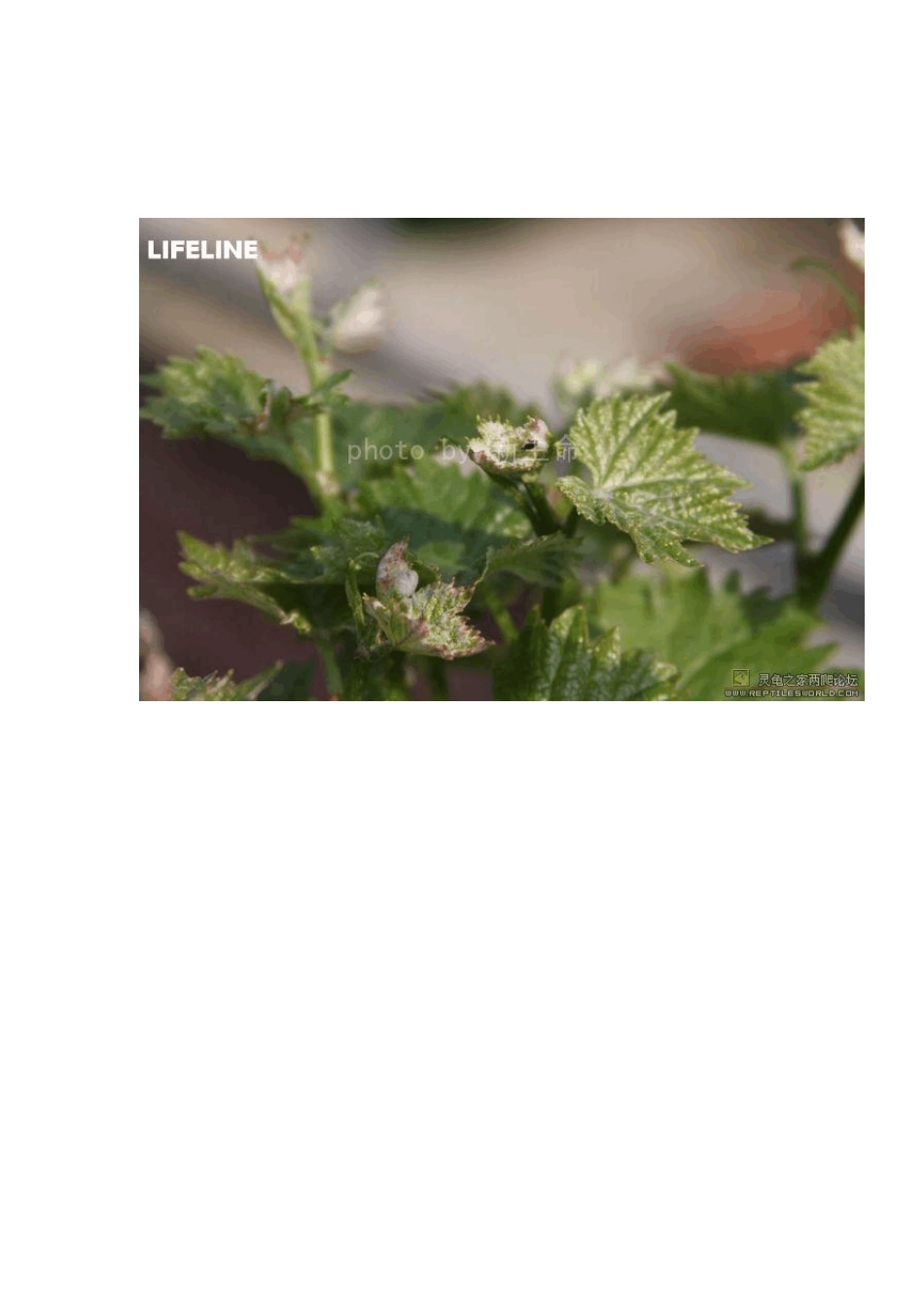 LIFELINE室外露天黄缘池的布置以及龟蛋的收集和孵化LIFELINE长篇饲养与繁殖黄缘_第2页