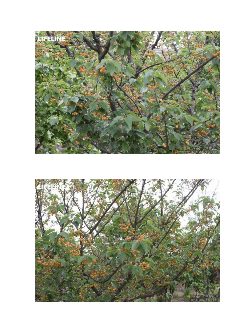 LIFELINE室外露天黄缘池的布置以及龟蛋的收集和孵化LIFELINE长篇饲养与繁殖黄缘_第3页