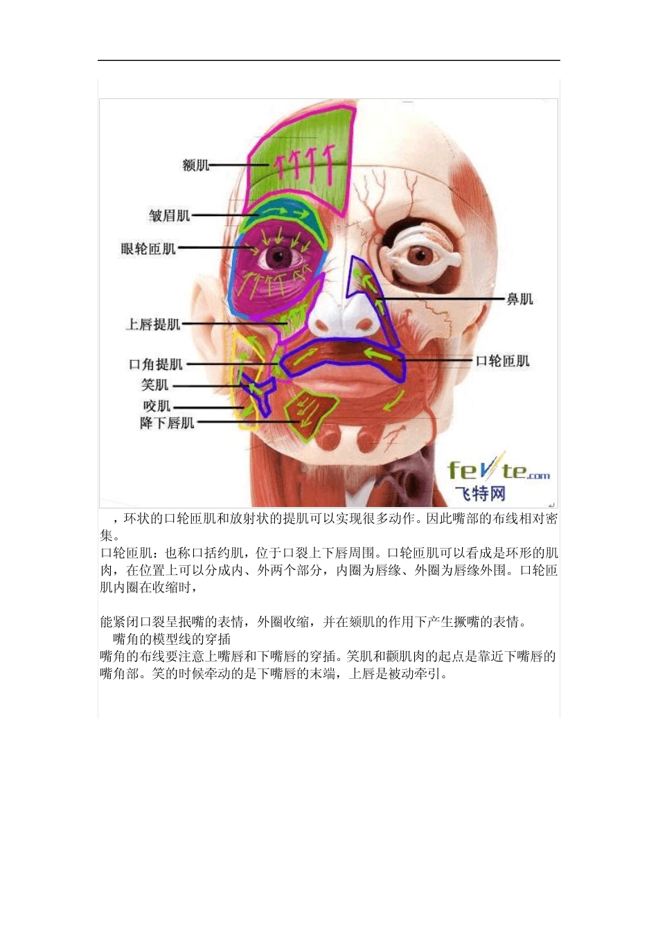MAYA人头布线_第3页